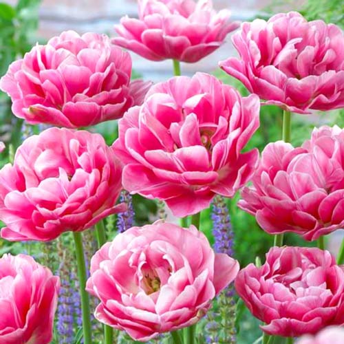 Tulpe Aveyron interface.art Bild 2 Tulpe Aveyron interface.image 2 interface.art 68075