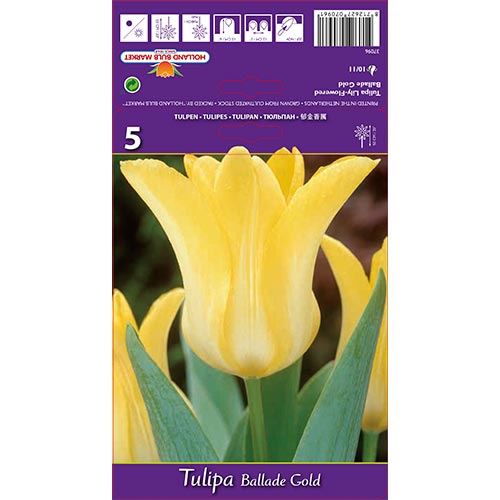 Tulpe Ballade Gold interface.art Bild 1 Tulpe Ballade Gold interface.image 1 interface.art 67478