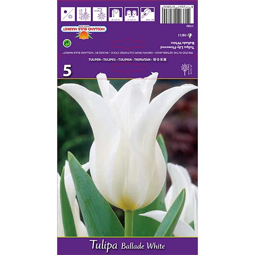 Tulpe Ballade White interface.art Bild 1 Tulpe Ballade White interface.image 1 interface.art 67691