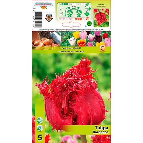 Tulpe Barbados interface.art Bild 1 Tulpe Barbados interface.image 1 interface.art 67693