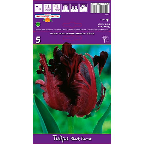 Tulpe Black Parrot interface.art Bild 1 Tulpe Black Parrot interface.image 1 interface.art 67489