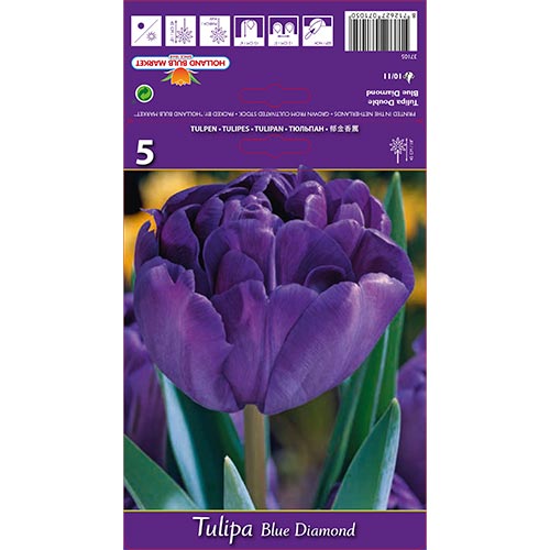 Tulpe Blue Diamond interface.art Bild 1 Tulpe Blue Diamond interface.image 1 interface.art 67769