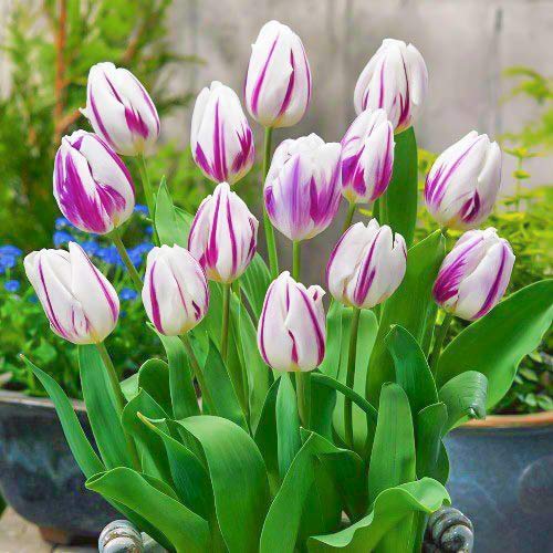 Tulpe Blue Flaming, farbmischung interface.art Bild 1 Tulpe Blue Flaming, farbmischung interface.image 1 interface.art 68030