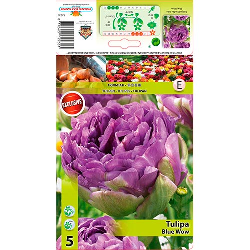 Tulpe Blue Wow interface.art Bild 1 Tulpe Blue Wow interface.image 1 interface.art 67701