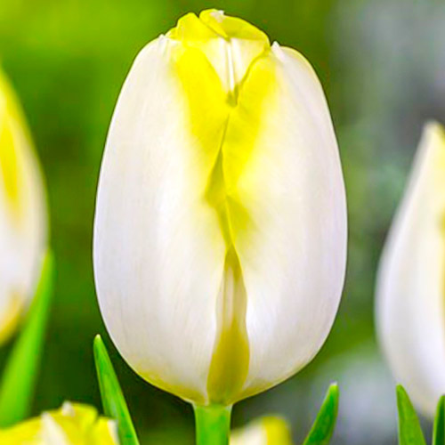 Tulpe Bolroyal Silver interface.art Bild 1 Tulpe Bolroyal Silver interface.image 1 interface.art 67706