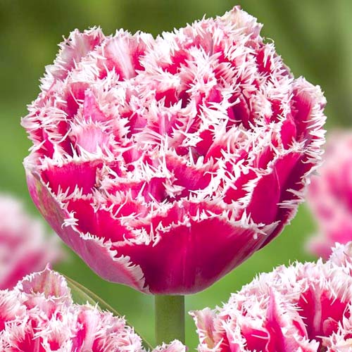 Tulpe Brest interface.art Bild 1 Tulpe Brest interface.image 1 interface.art 68076