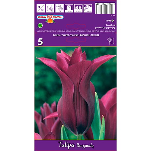 Tulpe Burgundy interface.art Bild 1 Tulpe Burgundy interface.image 1 interface.art 67759