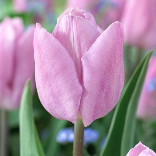 Tulpe Candy Prince interface.image 1 interface.art 67746