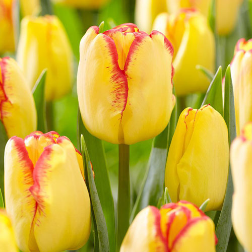 Tulpe Cape Town interface.art Bild 1 Tulpe Cape Town interface.image 1 interface.art 67742