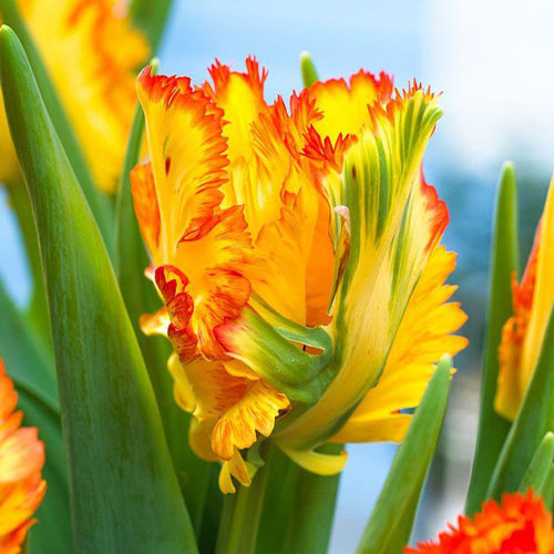 Tulpe Carribean Parrot interface.art Bild 1 Tulpe Carribean Parrot interface.image 1 interface.art 67491