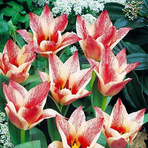 Tulpe Czaar Peter interface.art Bild 1 Tulpe Czaar Peter interface.image 1 interface.art 70266