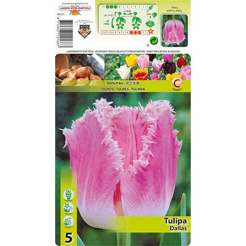 Tulpe Dallas interface.image 1 interface.art 67694