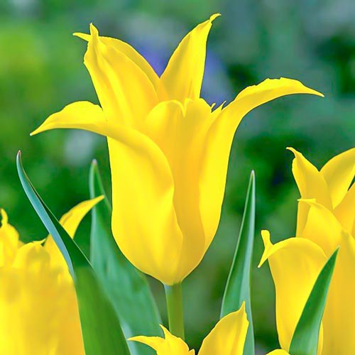 Tulpe Dancing Show interface.art Bild 1 Tulpe Dancing Show interface.image 1 interface.art 67513