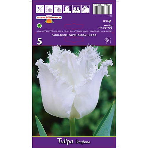 Tulpe Daytona interface.art Bild 1 Tulpe Daytona interface.image 1 interface.art 67723