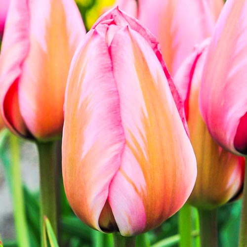 Tulpe Design Impression interface.art Bild 1 Tulpe Design Impression interface.image 1 interface.art 67728