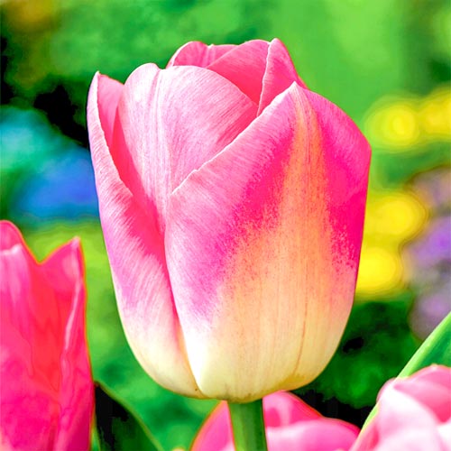 Tulpe Dynasty interface.art Bild 1 Tulpe Dynasty interface.image 1 interface.art 68034