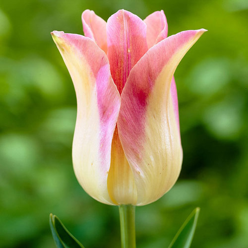 Tulpe Elegant Lady interface.art Bild 1 Tulpe Elegant Lady interface.image 1 interface.art 67865