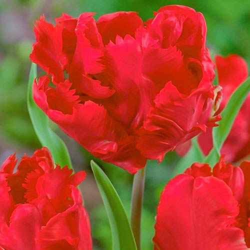 Tulpe Erna Lindgreen interface.art Bild 1 Tulpe Erna Lindgreen interface.image 1 interface.art 70260