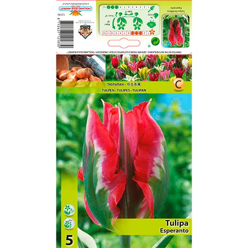 Tulpe Esperanto interface.art Bild 1 Tulpe Esperanto interface.image 1 interface.art 67869