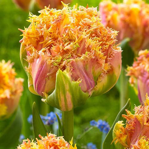 Tulpe Esprit interface.art Bild 1 Tulpe Esprit interface.image 1 interface.art 68029