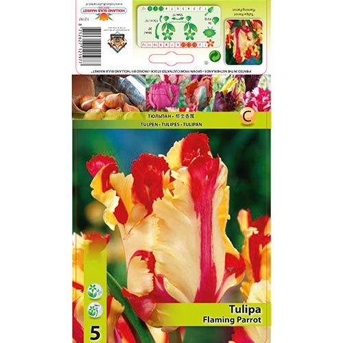 Tulpe Flaming Parrot interface.art Bild 1 Tulpe Flaming Parrot interface.image 1 interface.art 67853