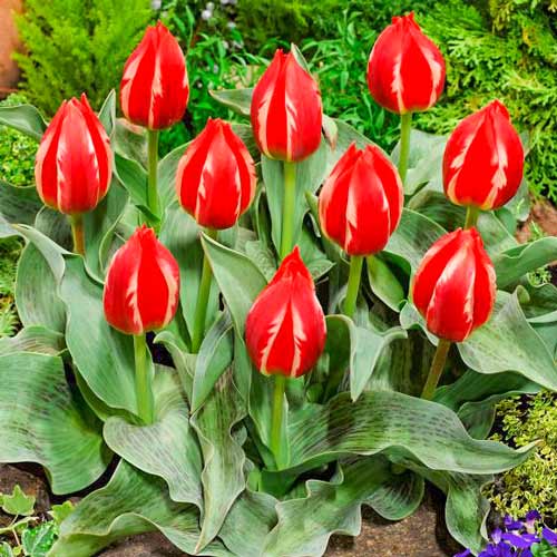 Tulpe Friendly Fire interface.art Bild 1 Tulpe Friendly Fire interface.image 1 interface.art 70264