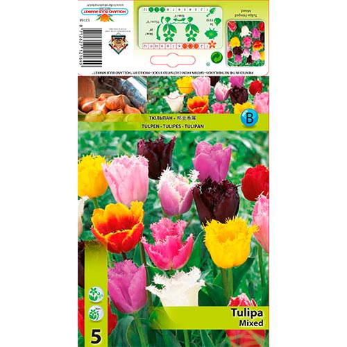 Tulpe Fringed, farbmischung interface.art Bild 1 Tulpe Fringed, farbmischung interface.image 1 interface.art 67858