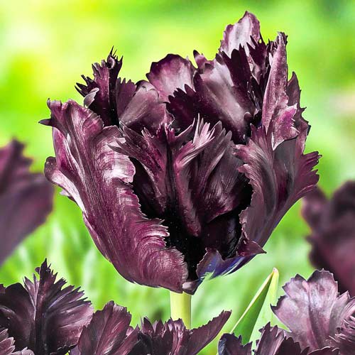 Tulpe Frozen Night interface.art Bild 1 Tulpe Frozen Night interface.image 1 interface.art 67859