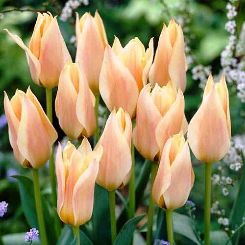 Tulpe Fur Elise interface.art Bild 1 Tulpe Fur Elise interface.image 1 interface.art 70265