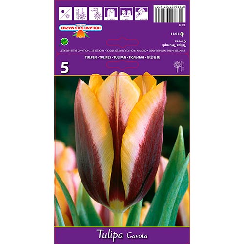 Tulpe Gavota interface.art Bild 1 Tulpe Gavota interface.image 1 interface.art 67840