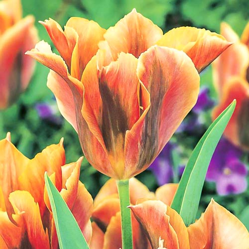 Tulpe Golden Artist interface.art Bild 1 Tulpe Golden Artist interface.image 1 interface.art 68032