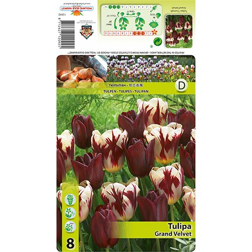 Tulpe Grand Velvet, farbmischung interface.art Bild 1 Tulpe Grand Velvet, farbmischung interface.image 1 interface.art 68033
