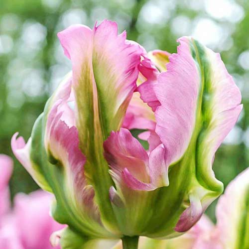 Tulpe Green Wave interface.art Bild 1 Tulpe Green Wave interface.image 1 interface.art 67720