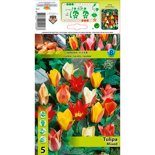 Tulpe Greiga, farbmischung interface.art Bild 1 Tulpe Greiga, farbmischung interface.image 1 interface.art 67872