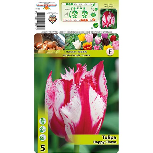 Tulpe Happy Clown interface.art Bild 1 Tulpe Happy Clown interface.image 1 interface.art 68398