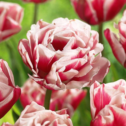 Tulpe Horizon interface.art Bild 1 Tulpe Horizon interface.image 1 interface.art 68109