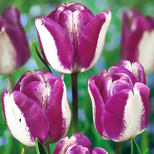 Tulpe Hotpants interface.art Bild 1 Tulpe Hotpants interface.image 1 interface.art 68090