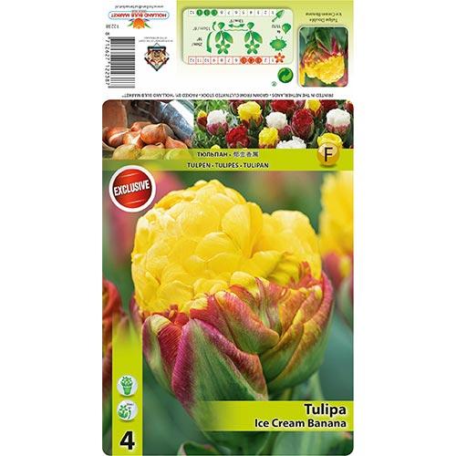 Tulpe Ice Cream Banana interface.art Bild 1 Tulpe Ice Cream Banana interface.image 1 interface.art 68402