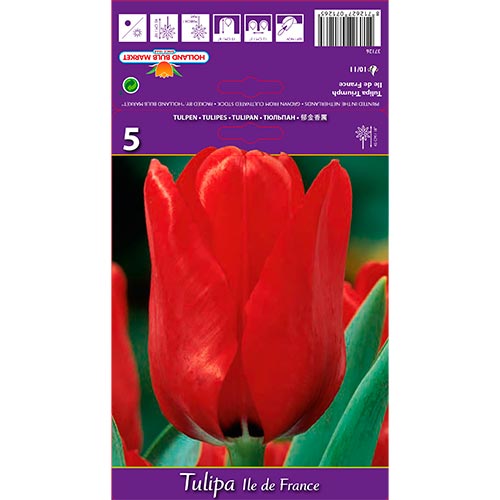Tulpe Ile de France interface.art Bild 1 Tulpe Ile de France interface.image 1 interface.art 70218
