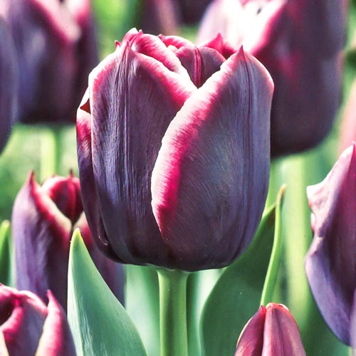 Tulpe Jackpot interface.art Bild 1 Tulpe Jackpot interface.image 1 interface.art 67727