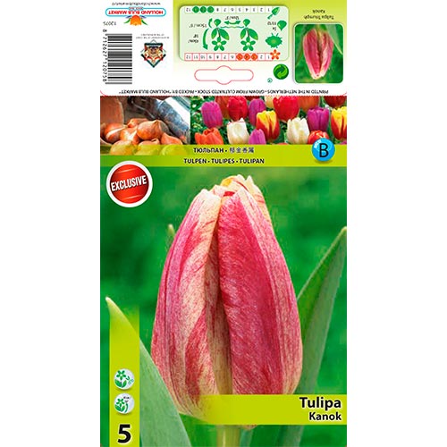 Tulpe Kanok interface.art Bild 1 Tulpe Kanok interface.image 1 interface.art 68407