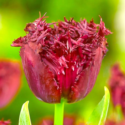 Tulpe Labrador interface.art Bild 1 Tulpe Labrador interface.image 1 interface.art 68028