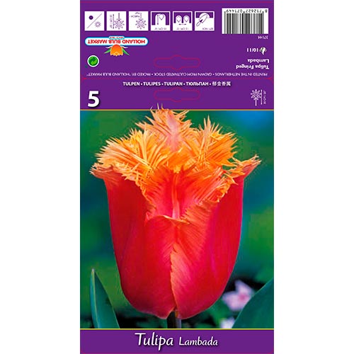 Tulpe Lambada interface.art Bild 1 Tulpe Lambada interface.image 1 interface.art 68105