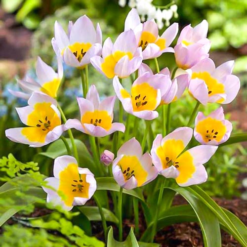 Tulpe Lilac Wonder interface.art Bild 1 Tulpe Lilac Wonder interface.image 1 interface.art 67751