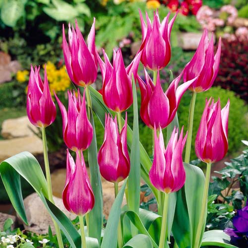 Tulpe Lilylady interface.art Bild 1 Tulpe Lilylady interface.image 1 interface.art 67760