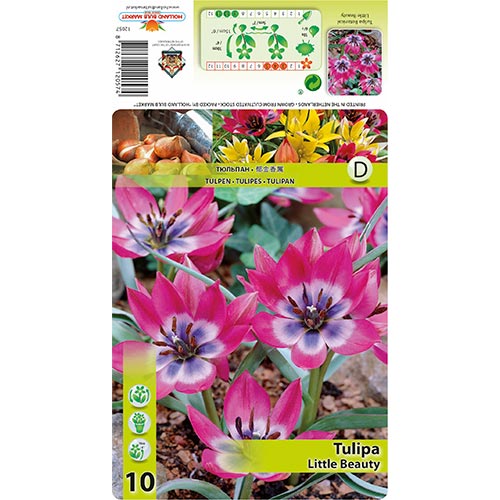 Tulpe Little Beauty interface.art Bild 1 Tulpe Little Beauty interface.image 1 interface.art 67499