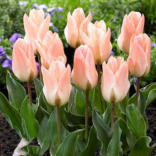 Tulpe Little Girl interface.art Bild 1 Tulpe Little Girl interface.image 1 interface.art 68108