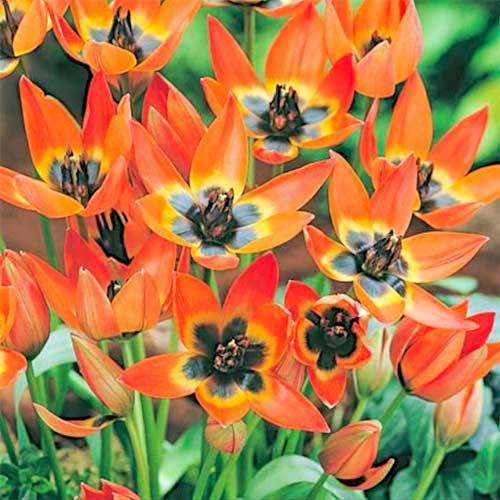 Tulpe Little Princess interface.art Bild 1 Tulpe Little Princess interface.image 1 interface.art 70295