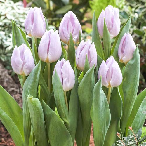 Tulpe Mistic Prince interface.art Bild 1 Tulpe Mistic Prince interface.image 1 interface.art 68084