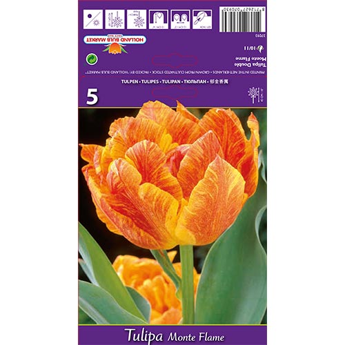 Tulpe Monte Flame interface.image 1 interface.art 67777